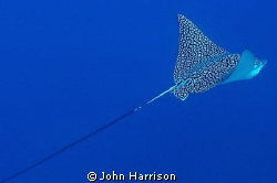 eagle ray taken with D300 sea 7 sea housing and 2 YS 110 ... by John Harrison 